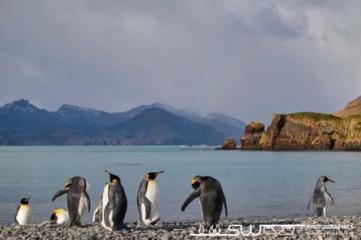 Groupe de manchots royaux